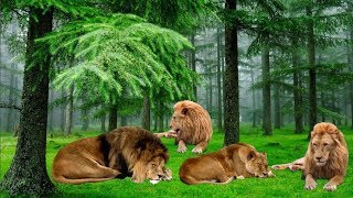 Arslan Lion León Leão 狮子 Лев أسد