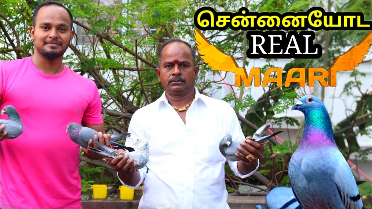 புறாக்களுடன் வாழும் அதிசய மனிதர் | சைதை குட்டி - சைதாப்பேட்டை |