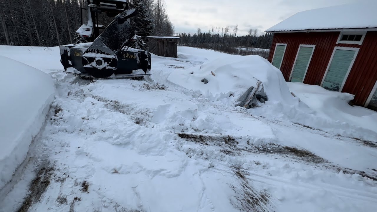 Hauskoo on ja kanojen lopullinen kohtalo