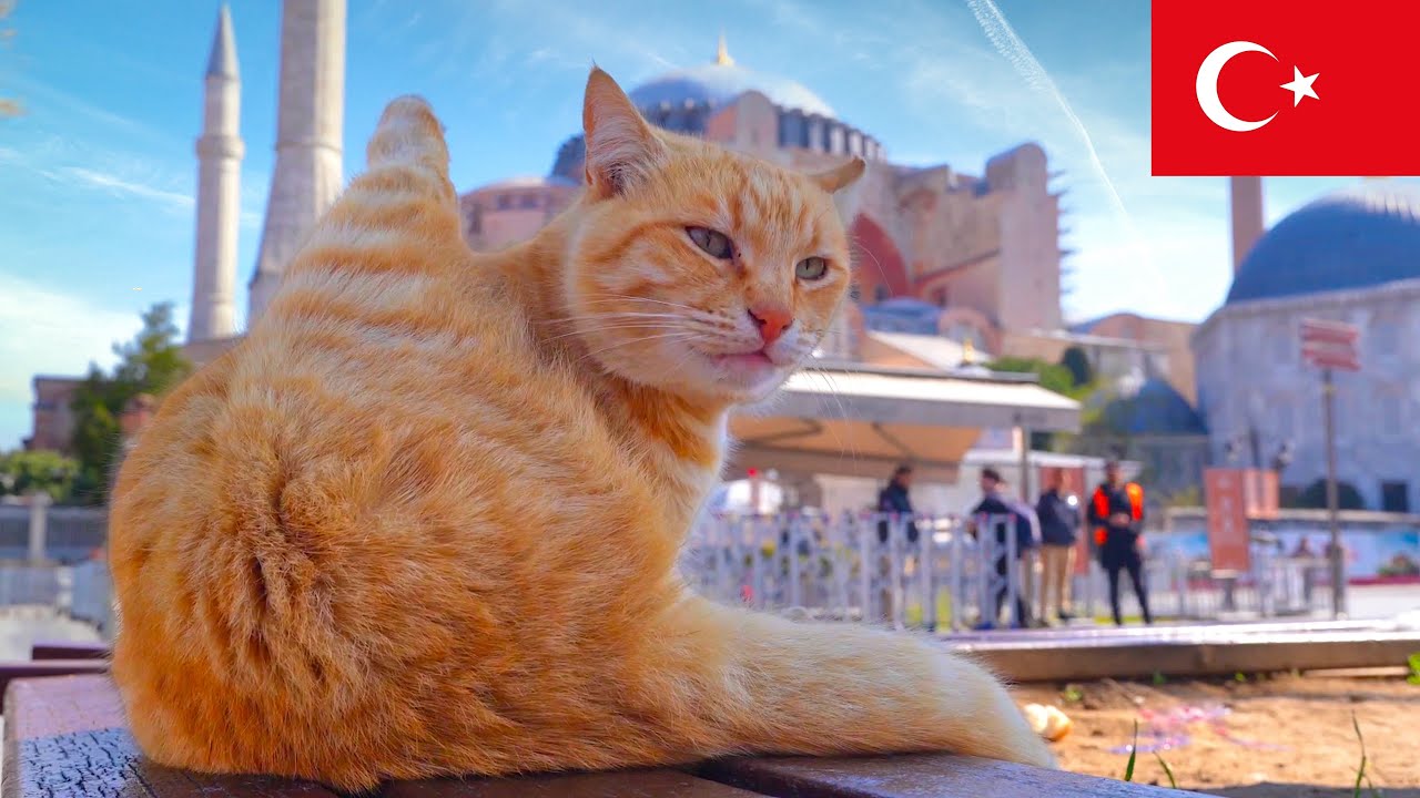 Перед Айя-Софией: Спокойный мир кота [4K]