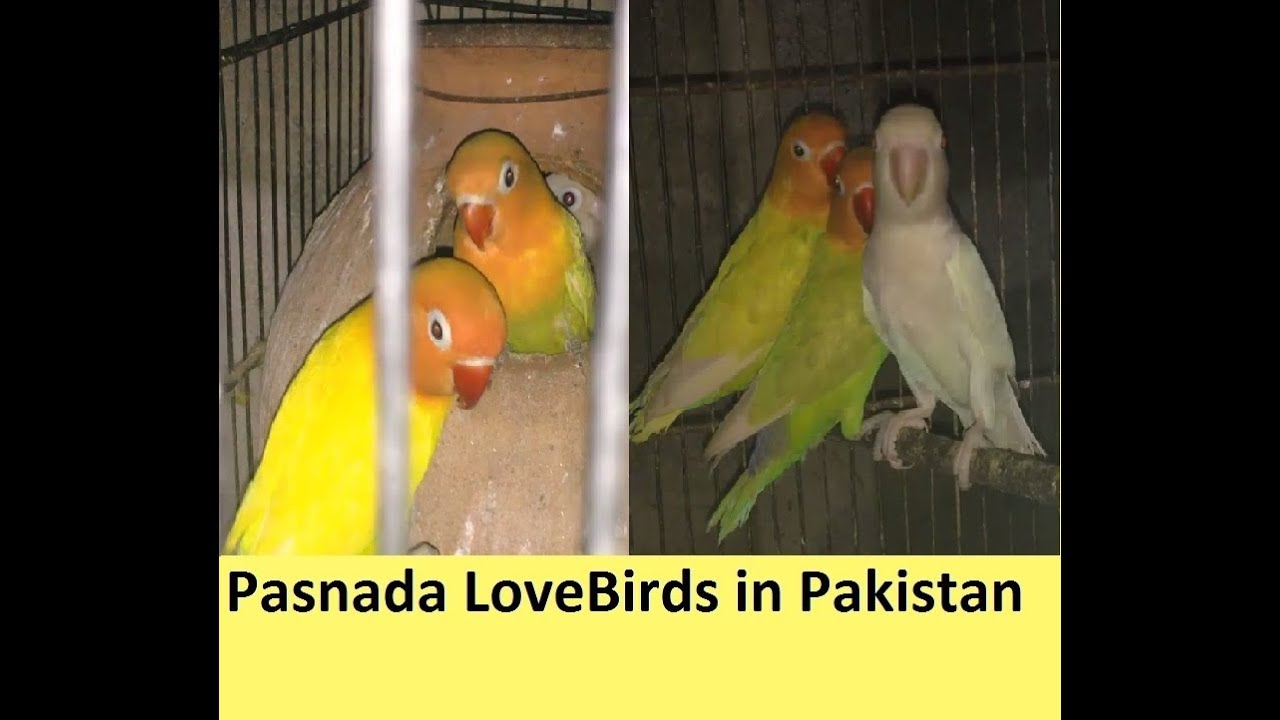 pakistan kurucusu LoveBirds Breed in Pakistan