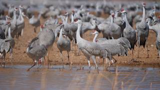 Get To Know The Sandhill Crane