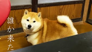 柴犬インターホン