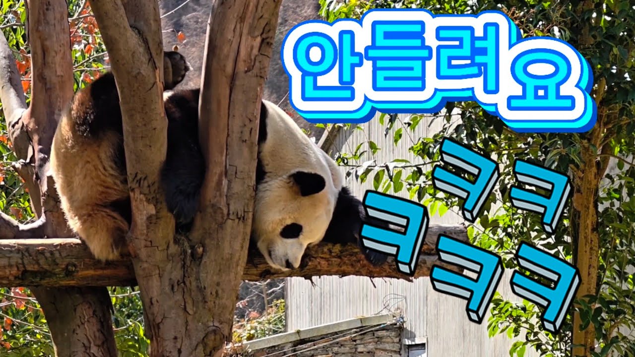 2/24 푸바오실시간 오후(1)아무리 불러도 안들려요!!  ㅋㅋㅋㅋ  내 맘대로 내려갈꺼예요 ^^