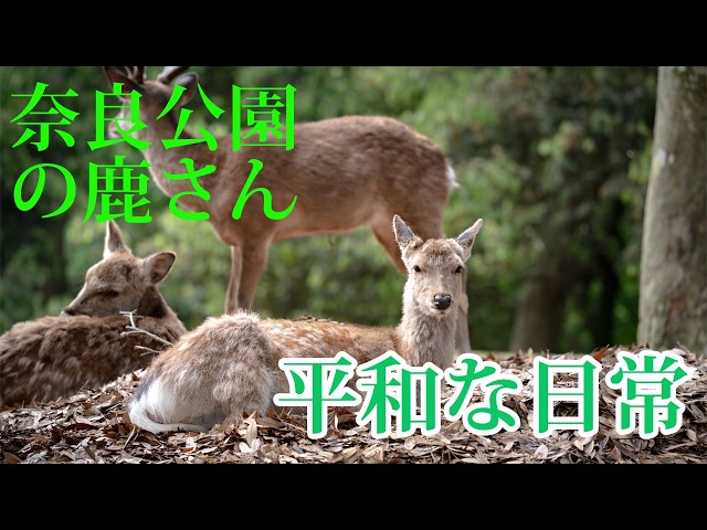奈良公園 鹿】 のんびりと暮らすシカさん達の日常 【Deer in Nara Park