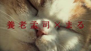 ネコメンタリー　猫も、杓子も。PR動画