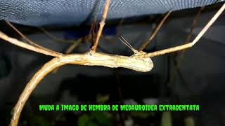 Ecdisis De Medauroidea Extradentata