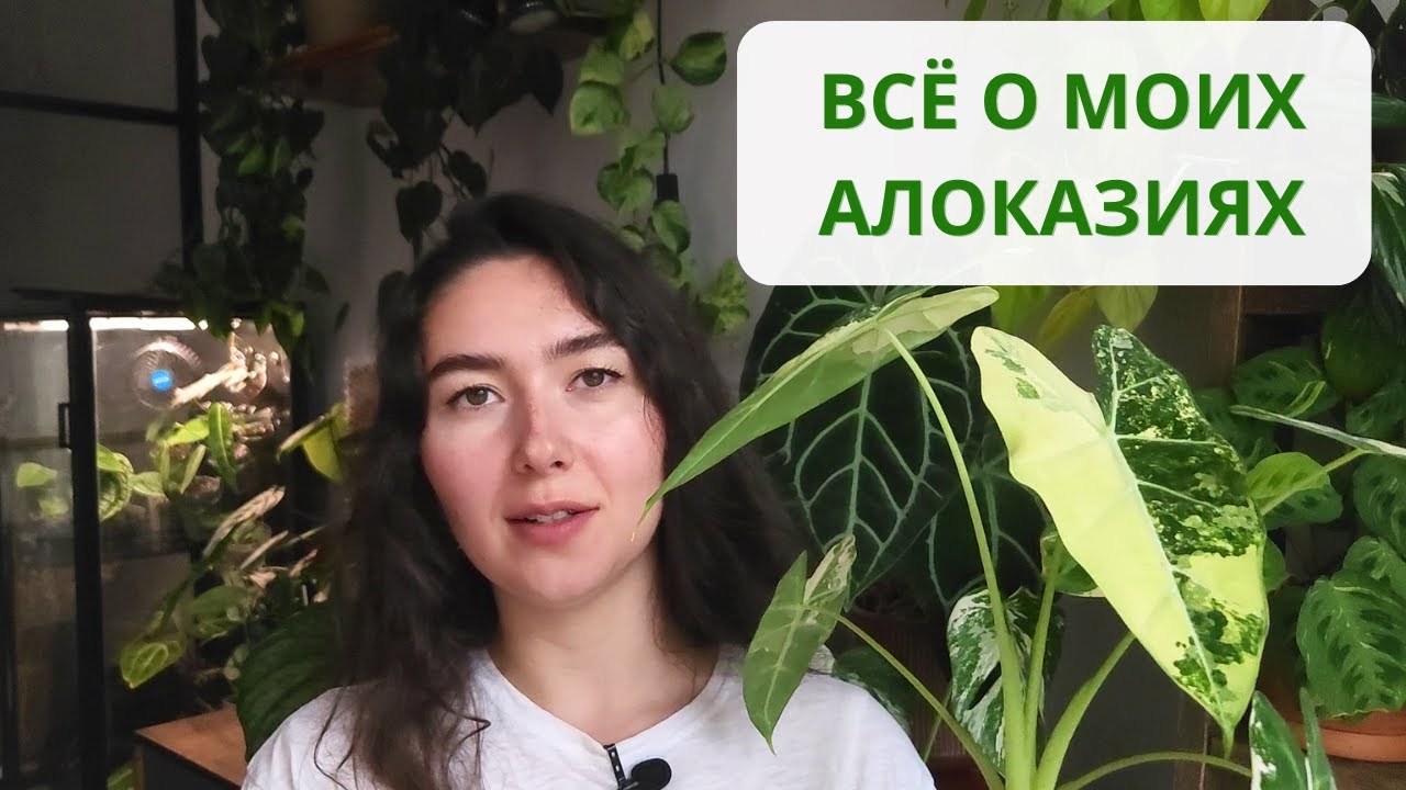 Смотреть видео