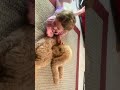 Snickerdoodle and Adele were designed to be best friends