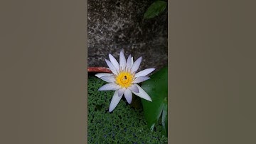 Thumbnail of Water Lily #shorts #flower #soothing #relaxation #nature #music #beauty