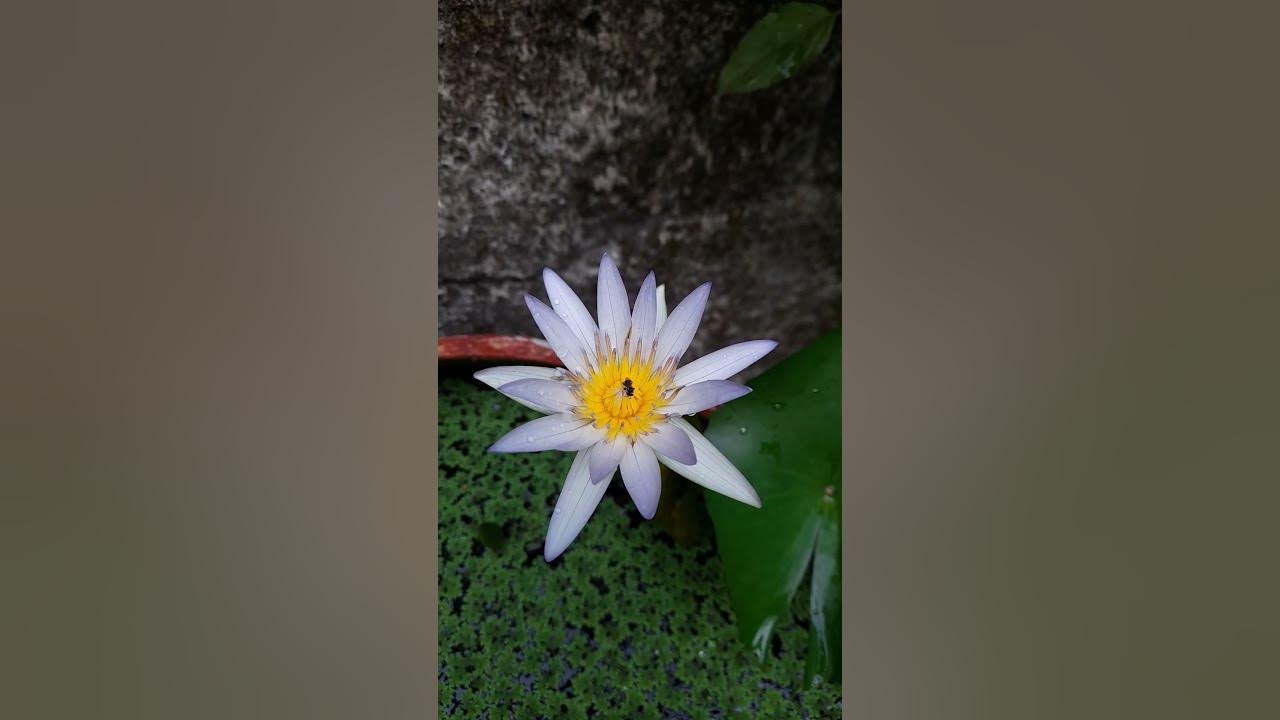Water Lily #shorts #flower #soothing #relaxation #nature #music #beauty