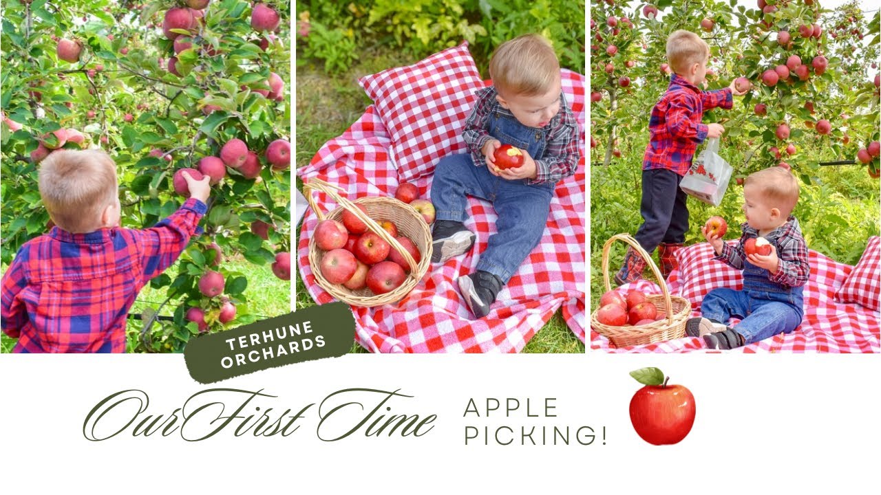 Our First Time Apple Picking! [Terhune Orchards] 