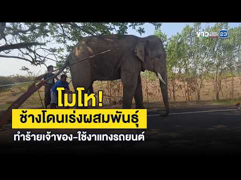 Furious! Elephants forced into breeding attack their owners – even using their tusks to stab a car.