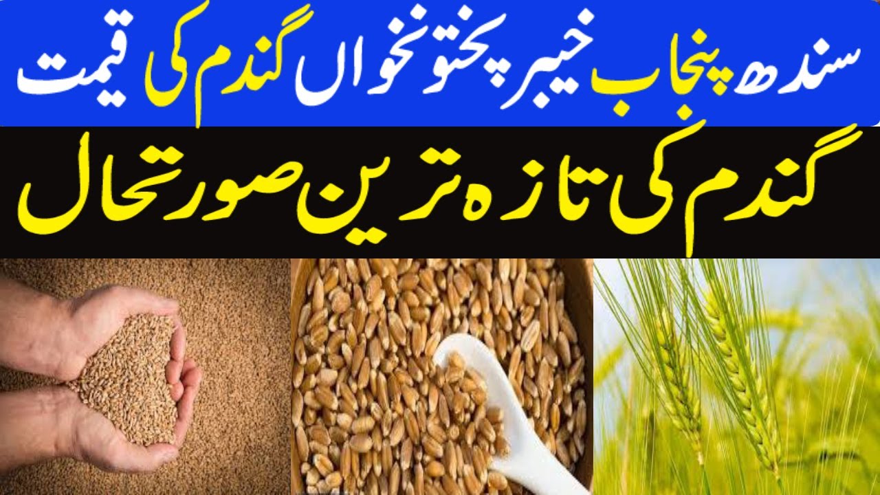 Wheat Rate Today Per 40 Kg | Wheat price in Pakistan today | پاکستان ...