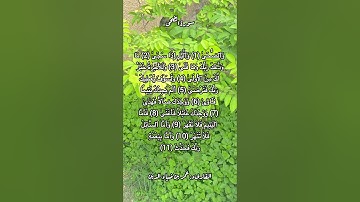 سورة الضحى #قرآن #قرآن_كريم #قران #قران_كريم #قرأن #quran