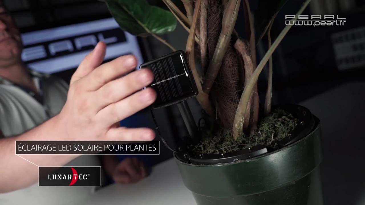 lampe solaire plante