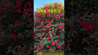 동백포레스트 영상