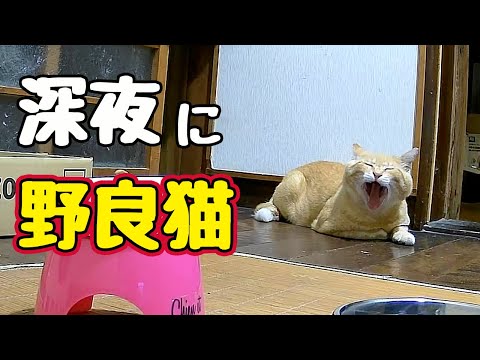出しすぎちゃった猫 ねこ肯定感｜抱きまくらLサイズ