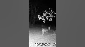 Scrape activity is increasing now that October is here/ #2023 #tactacam #new #foodplot #deer #scrape