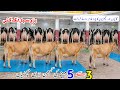 Jersey  Dairy Cows for Sale 🐄 | 40 Liter Milk Record | Pregnant Jersey Heifers Available!”