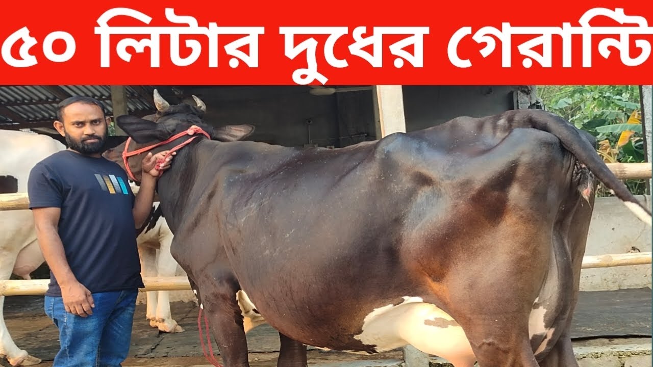 ৫০ লিটার দুধের গেরান্টি দিয়ে গাভী বিক্রি জনি ভাইয়ের। jony dairy farm ...