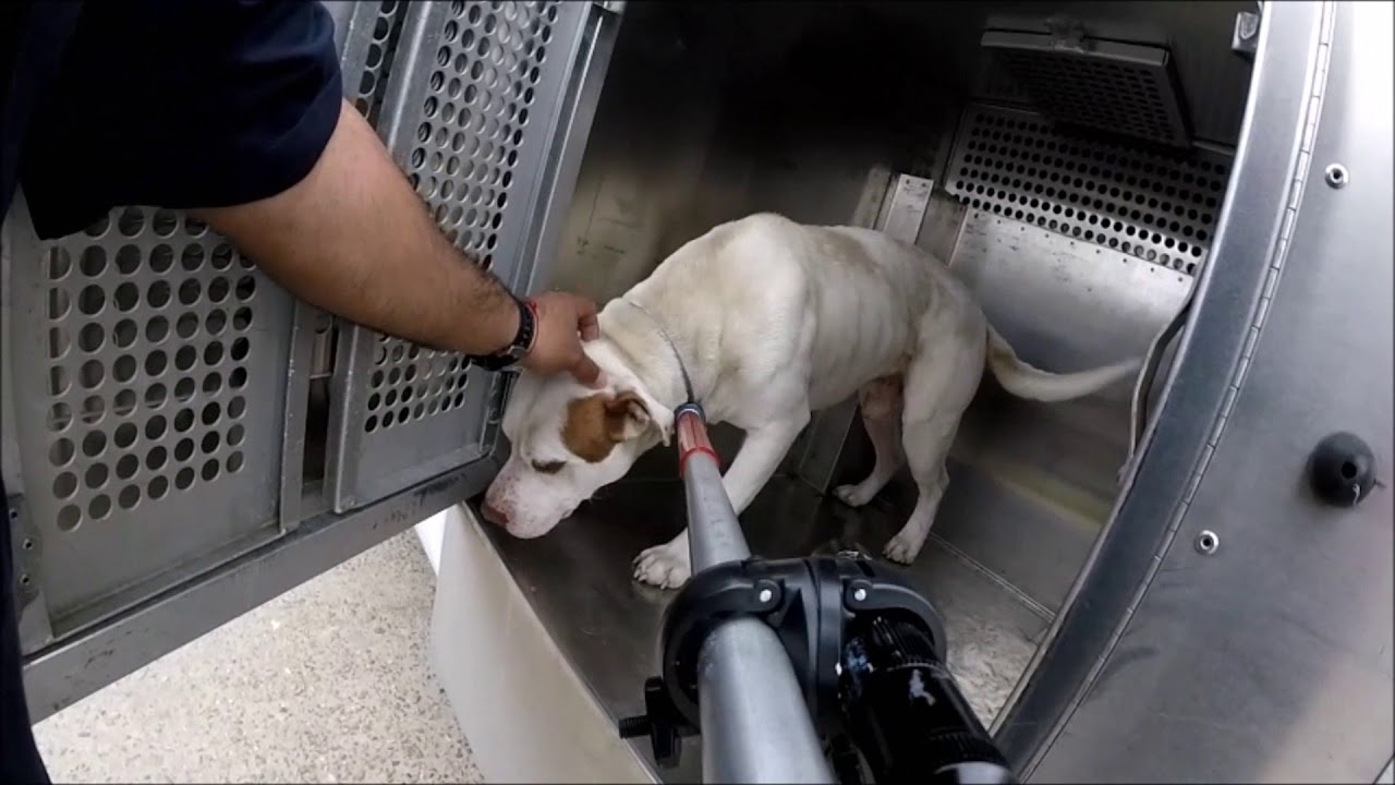 Animal Control Greatest Catches YouTube