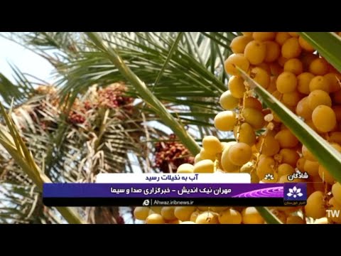 آب به نخیلات رسید شبکه خوزستان 1402 05 30 مهران نیک اندیش شادگان فلاحیه نخل 