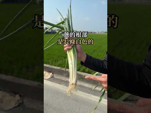 蔥蒜該怎麼分呢？