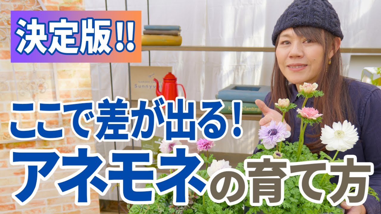 【2025年完全版‼︎】アネモネの1年間を通じての管理方法・猛暑対策・その後のメンテナンスをプロが解説します♪