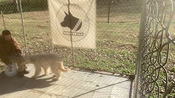 Scentwork introduction #1