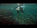 Humpback and Orca Hunting Strategies