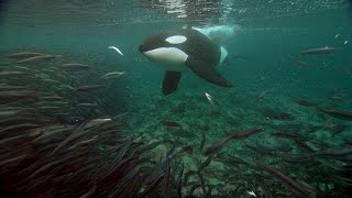 These Two Types of Whales Are Drawn to the Sea of Okhotsk