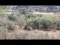 LIONESS skilfully hunts large WATERBUCK