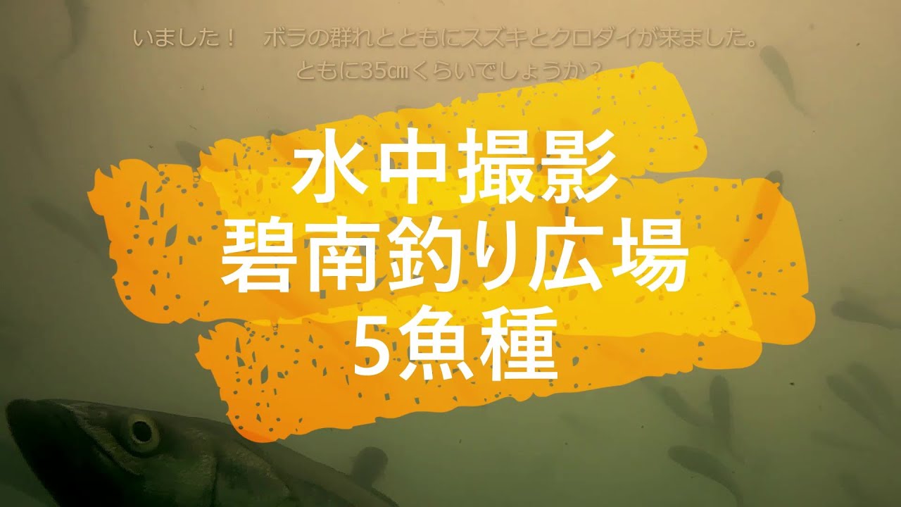 フィッシング 愛知県碧南市 中部電力釣り広場～水中撮影～閲覧注意