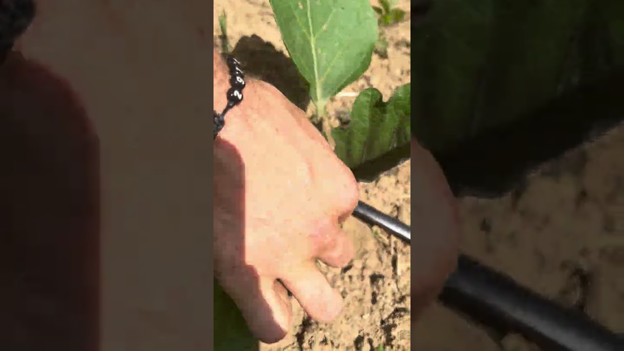 Техники за отглеждане на силен, качествен, високодобивен патладжан сезон 2024