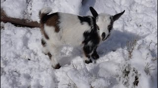 Baby goats playing in the snow #babygoats #cuteanimals #goatsinthesnow