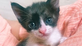 Oreo vlog｜Beginner Cat Butler｜Feral cats｜Cat vlog by 너는내운냥 3,505 views 1 year ago 6 minutes, 57 seconds
