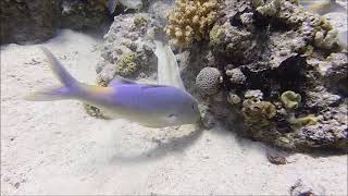 Egypt Hurghada Gota Abu Ramada West White Murene 18 June 2026