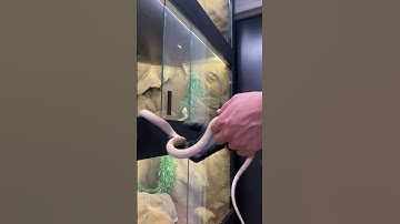Snow Super Dwarf Reticulated Python #shorts #animals #snake #python #pets