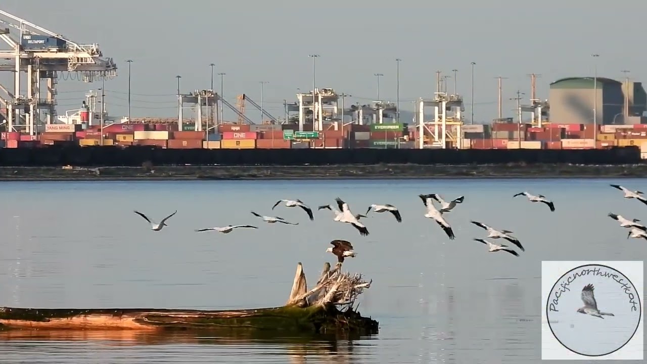 Early morning Pelicans at the port.....