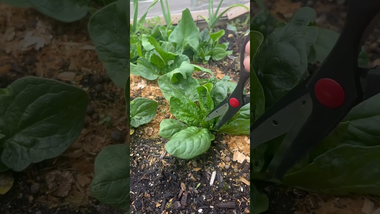 Uploads from From Seed to Spoon Garden Planning App