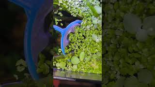 3D Aquaristik #aquarium #wasser @GreenFish79 @AquaDoctrina @3DAquaristik