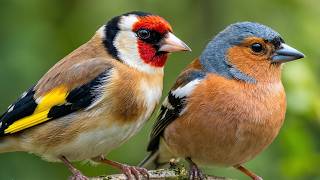 Relaxing Forest Birdsong 🌿 European Goldfinch & Common Chaffinch – Sleep & Relaxation Sounds screenshot 4