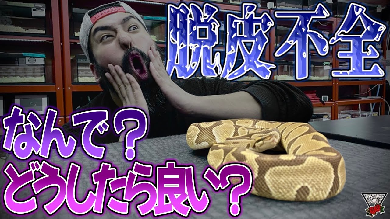 ボールパイソン】失明⁈壊死⁈脱皮不全の原因と対処法！ - YouTube