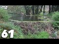 Flooded forest through the excess water in the beaver dam  two dams removal with excavator no61