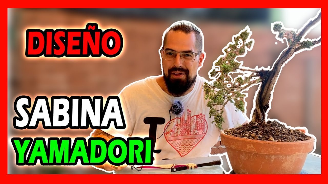 PRIMER #diseño modelado #JUNIPERUS #sabina limpieza madera muerta anoia #BONSAI