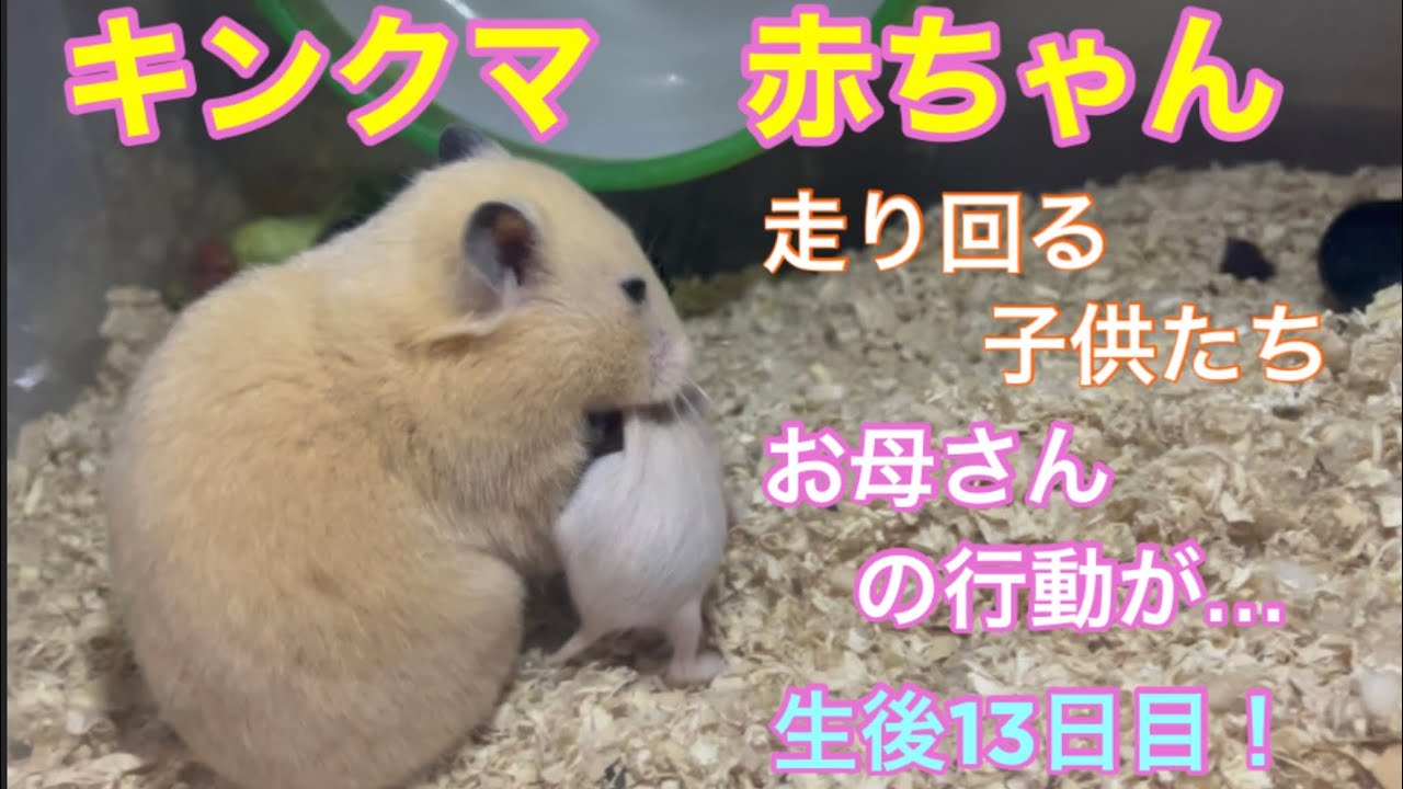 キンクマ クロクマ の赤ちゃん お母さんの子育て行動が…? 生後13日目 