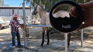 Microchipping a horse is a quick and permanent identification procedure.