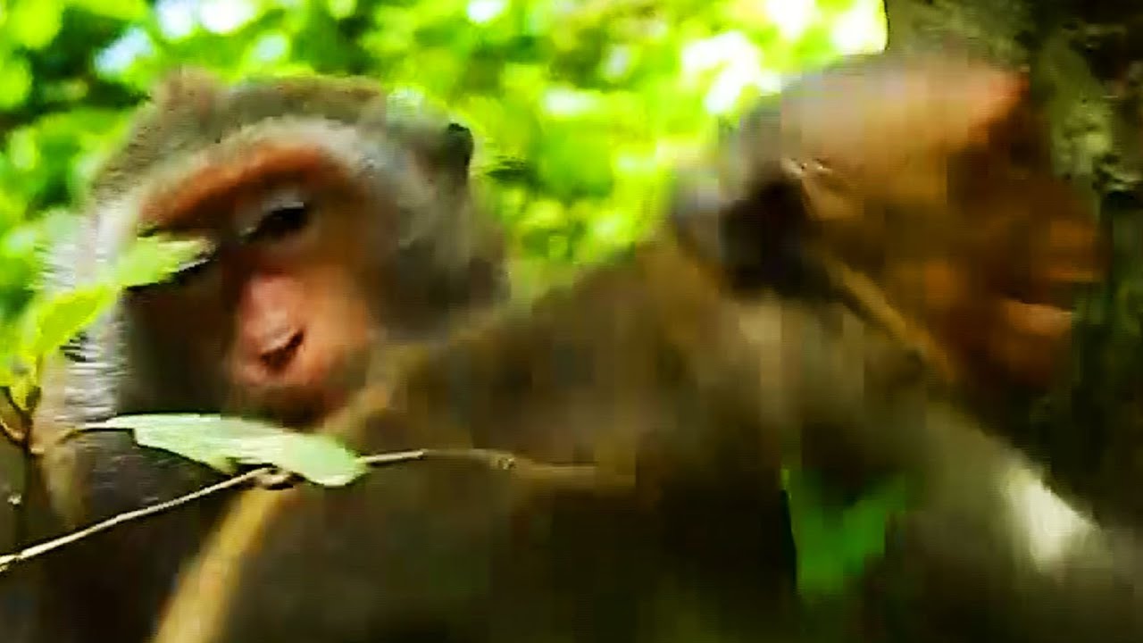 MG! Jade Monkey Slap & Hurt Jinx Monkey After Jinx Drago, Jade Monkey Family.