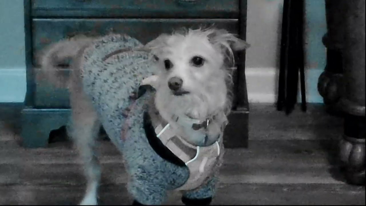 Little Futon - Boiga Land